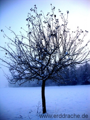 schneebaum